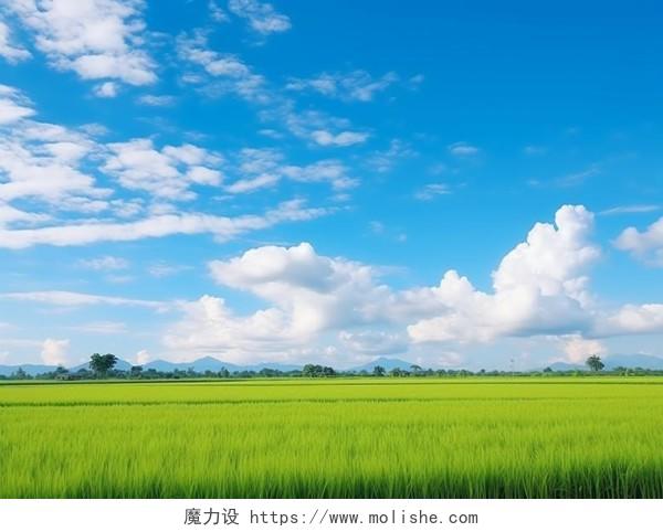 蓝天白云绿色的田野风景图
